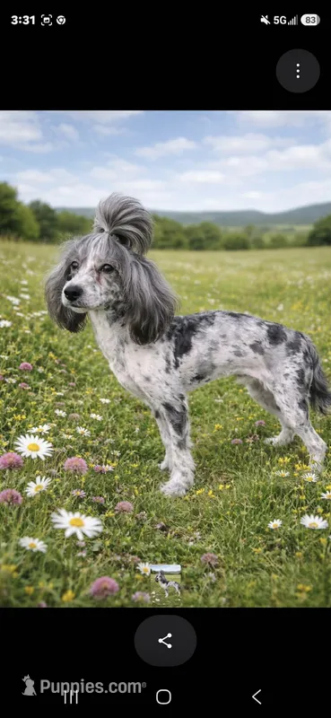 Mystical Magic – Poodle - Toy  puppy for sale in Ocala, FL