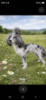 Mystical Magic, a male Poodle - Toy  for sale in Ocala, FL – 1 of 1