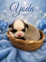 Yoda, a male Shih Tzu for sale in Ocala, FL – 1 of 1