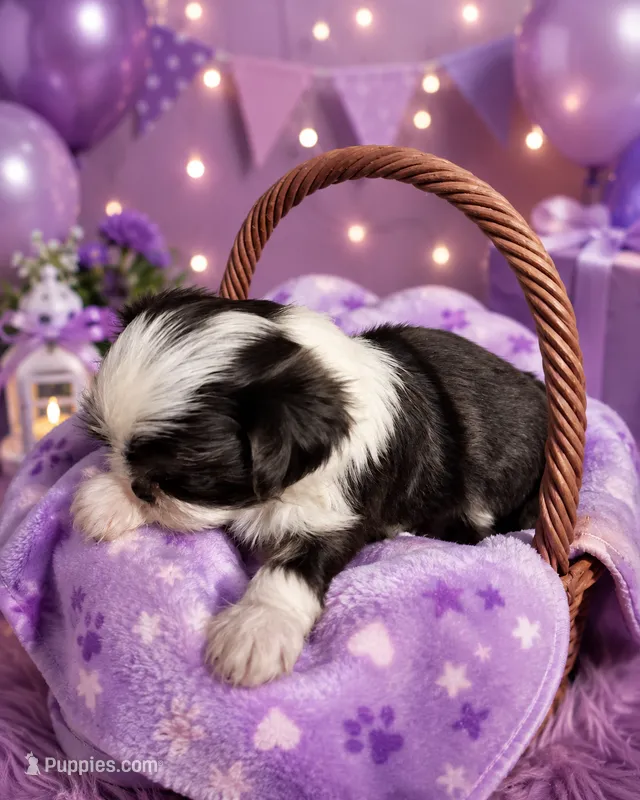 Mulan – Shih Tzu puppy for sale in Ocala, FL
