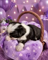 Mulan, a female Shih Tzu for sale in Ocala, FL – 1 of 2