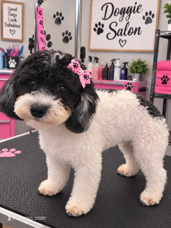 Cassandra (Cassie) – Poodle - Toy  puppy for sale in Ocala, FL