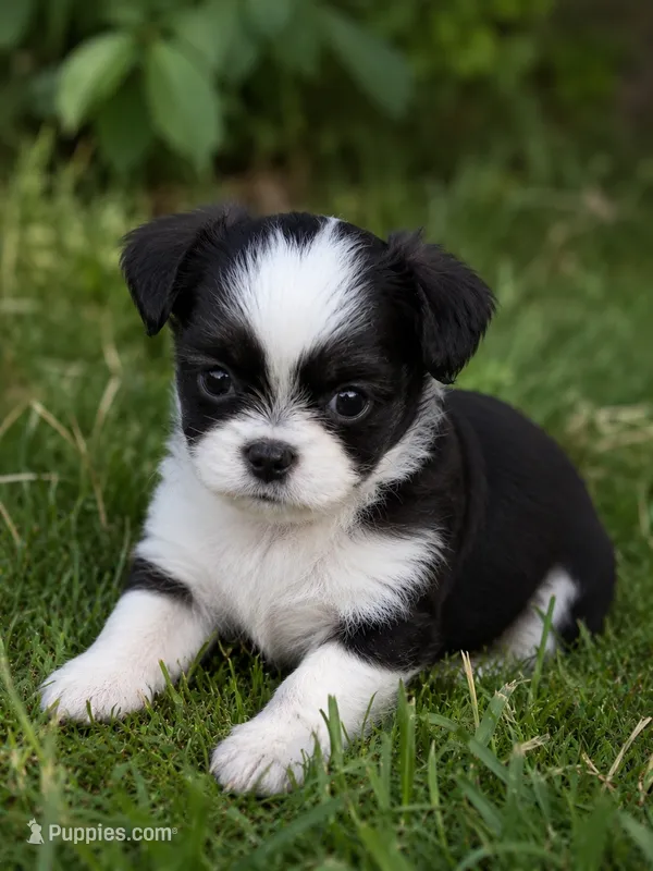 Hans – Shih Tzu puppy for sale in Ocala, FL
