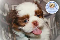 processed/fc16e7ac-e849-4a9a-abdf-1b5e89422052/listing/b4c3e24e-744f-44a6-95b5-5e3e1c544656/6f1cb21b-3fdd-429c-a9dd-df916d24d16f