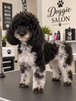 Vera, a female Poodle - Toy  for sale in Ocala, FL – 1 of 1