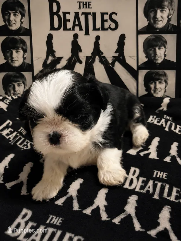 Ringo – Shih Tzu puppy for sale in Ocala, FL