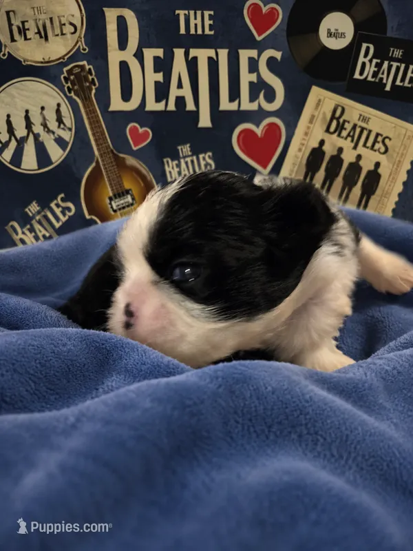 Ringo – Shih Tzu puppy for sale in Ocala, FL
