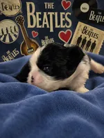 Ringo, a male Shih Tzu for sale in Ocala, FL – 1 of 2