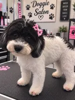 Cassandra (Cassie), a female Poodle - Toy  for sale in Ocala, FL – 2 of 2