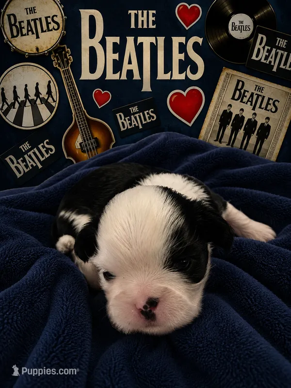 George – Shih Tzu puppy for sale in Ocala, FL
