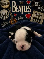 George, a male Shih Tzu for sale in Ocala, FL – 1 of 2