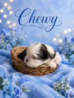 Chewy, a male Shih Tzu for sale in Ocala, FL – 1 of 1
