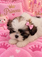 Princess, a female Shih Tzu for sale in Ocala, FL – 2 of 3