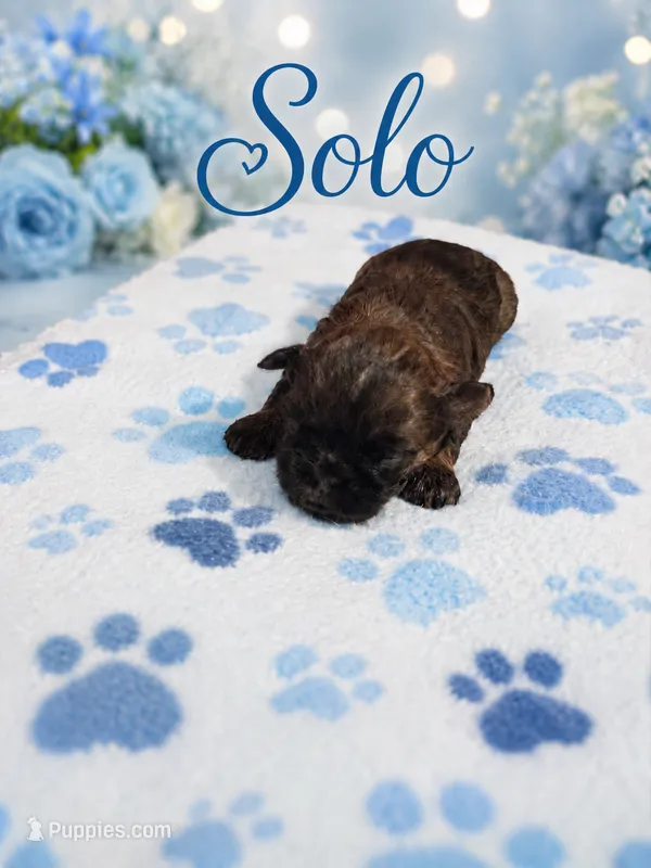 Solo – Shih Tzu puppy for sale in Ocala, FL