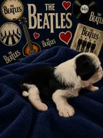 George, a male Shih Tzu for sale in Ocala, FL – 2 of 2