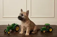 Alfred - AKC, a male Cairn Terrier for sale in Calhan, CO – 3 of 6