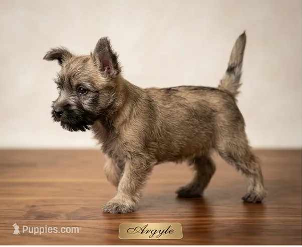 Argyle - AKC – Cairn Terrier puppy for sale in Calhan, CO