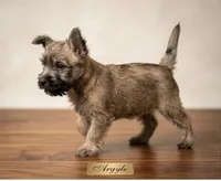 Argyle - AKC, a male Cairn Terrier for sale in Calhan, CO – 1 of 6
