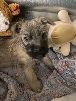 Argyle - AKC, a male Cairn Terrier for sale in Calhan, CO – 5 of 6
