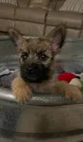 Alfred - AKC, a male Cairn Terrier for sale in Calhan, CO – 4 of 6