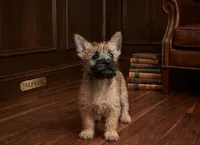 Alfred - AKC, a male Cairn Terrier for sale in Calhan, CO – 2 of 6