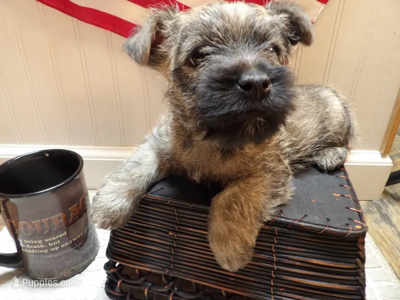 Argyle - AKC – Cairn Terrier puppy for sale in Calhan, CO