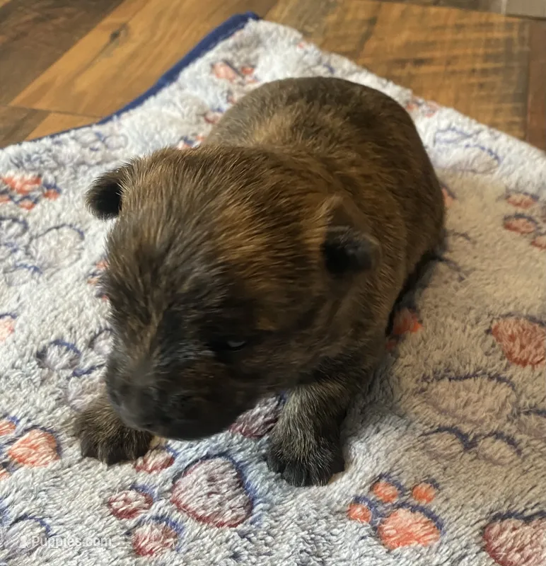 Annaleigh - AKC – Cairn Terrier puppy for sale in Calhan, CO