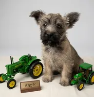 Argyle - AKC, a male Cairn Terrier for sale in Calhan, CO – 2 of 6