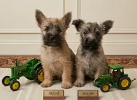Alfred - AKC, a male Cairn Terrier for sale in Calhan, CO – 6 of 6