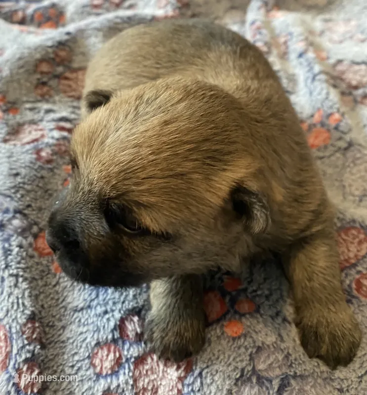Argyle - AKC – Cairn Terrier puppy for sale in Calhan, CO