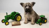 Argyle - AKC, a male Cairn Terrier for sale in Calhan, CO – 3 of 6