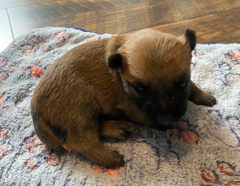 Alfred - AKC – Cairn Terrier puppy for sale in Calhan, CO