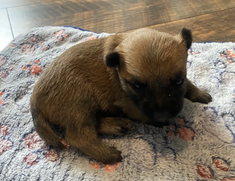 Alfred - AKC – Cairn Terrier puppy for sale in Calhan, CO