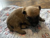 Alfred - AKC, a male Cairn Terrier for sale in Calhan, CO – 1 of 1