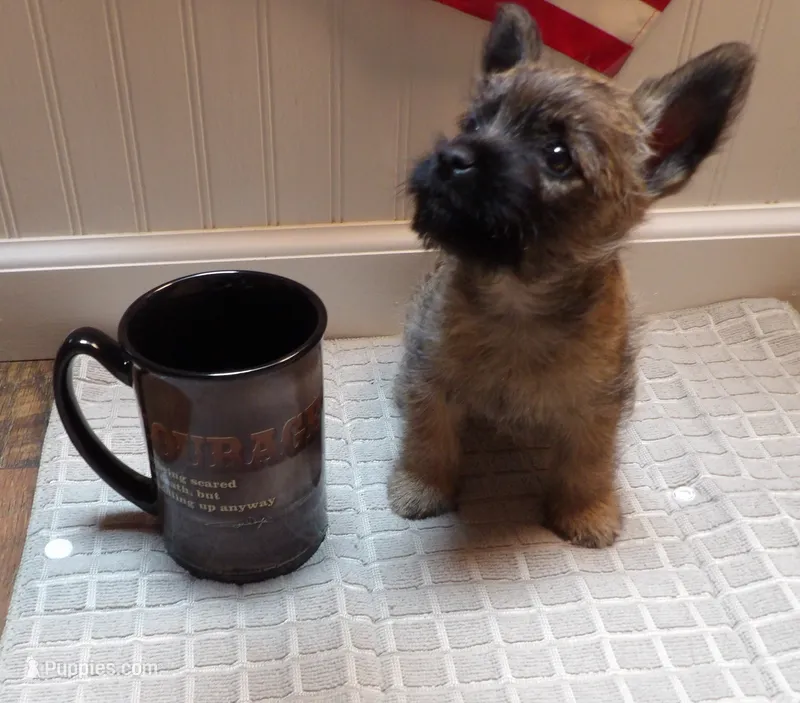 Alfred - AKC – Cairn Terrier puppy for sale in Calhan, CO