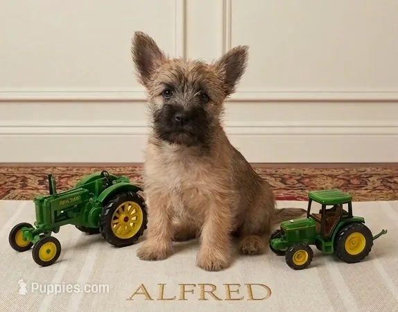 Alfred - AKC – Cairn Terrier puppy for sale in Calhan, CO