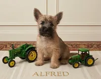 Alfred - AKC, a male Cairn Terrier for sale in Calhan, CO – 1 of 6