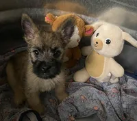 Alfred - AKC, a male Cairn Terrier for sale in Calhan, CO – 5 of 6