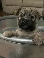 Argyle - AKC, a male Cairn Terrier for sale in Calhan, CO – 4 of 6