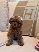 Hashbrown, a female Maltipoo for sale in Hellertown, PA – 1 of 6