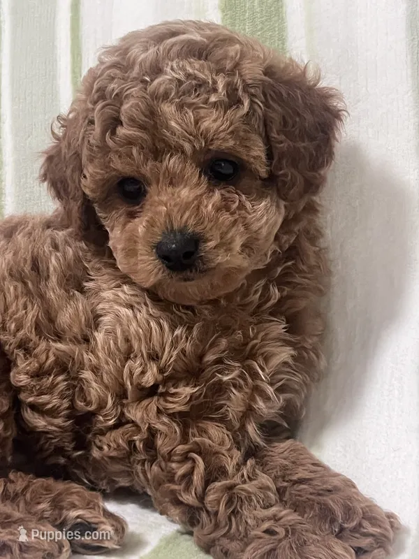 Benny – Maltipoo puppy for sale in Hellertown, PA