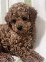 Benny, a male Maltipoo for sale in Hellertown, PA – 1 of 7