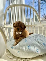 Benny, a male Maltipoo for sale in Hellertown, PA – 2 of 7