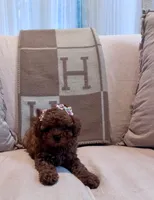 Hashbrown, a female Maltipoo for sale in Hellertown, PA – 6 of 6