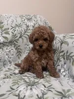 Benny, a male Maltipoo for sale in Hellertown, PA – 4 of 7