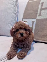 Hashbrown, a female Maltipoo for sale in Hellertown, PA – 4 of 6
