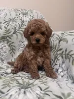 Benny, a male Maltipoo for sale in Hellertown, PA – 7 of 7