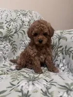 Benny, a male Maltipoo for sale in Hellertown, PA – 3 of 7