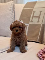 Hashbrown, a female Maltipoo for sale in Hellertown, PA – 3 of 6