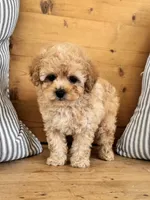 Milo, a male Maltipoo for sale in Hellertown, PA – Photo 4 of 5